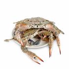 AL JAZIRA CRAB PER KG