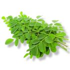 BAHRAIN DRUMSTICK LEAVES PER PC