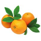 EGYPT ORANGE NAVEL PER KG