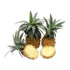 SOUTH AFRICA PINEAPPLE PER KG