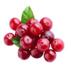 HOLLAND CRANBERRY PER PACK