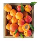 LABANON APRICOT BOX