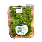 DAR AQUA MINT LEAVES BOX 150 GMS PER PC