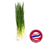 THAILAND SPRING ONION PER PACK (APPROX - 100 GMS)