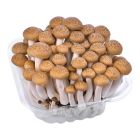 SPAIN MUSHROOM (SHIMEGI) WHITE/BROWN MIX PER PC