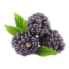 HOLLAND BLACK BERRY PER PC