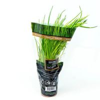 HOLLAND CHIVES PER PC