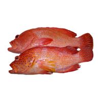 FRESH RED HAMOUR (CLEANED) PER 1KG