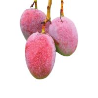 MANGOES KATIMAN INDIA PER KG