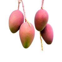 MANGOES PUSA ARUNIKA INDIA PER KG