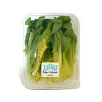 DAR AQUA ROMAINE LEAVES BOX