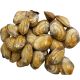 AL JAZIRA CLAMS PER KG