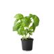 HOLLAND BASIL LEAF PER PC