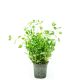 HOLLAND OREGANO PER PC