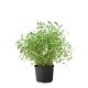 HOLLAND THYME PER PC