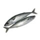 FRESH MACKEREL PER 1KG