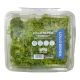 DAR AQUA LOLLO BIONDA LETTUCE 250 GMS