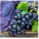 LEBANON GRAPES BLACK LEBANON PER KILO