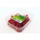 HOLLAND RED CURRANT PER PC
