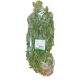 THAILAND CORIANDER PER PC