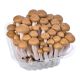 SPAIN MUSHROOM (SHIMEGI) WHITE/BROWN MIX PER PC