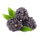 HOLLAND BLACK BERRY PER PC