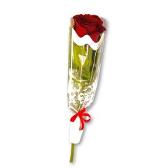 SINGLE ROSE INDIVIDUAL WRAPPED