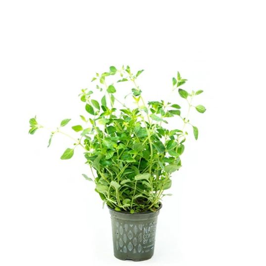 HOLLAND OREGANO PER PC