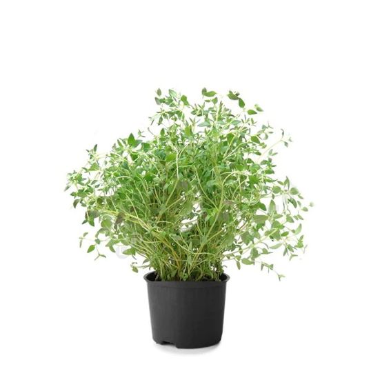 HOLLAND THYME PER PC