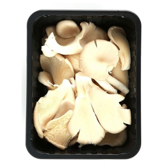 HOLLAND OYSTER MUSHROOM PER PC