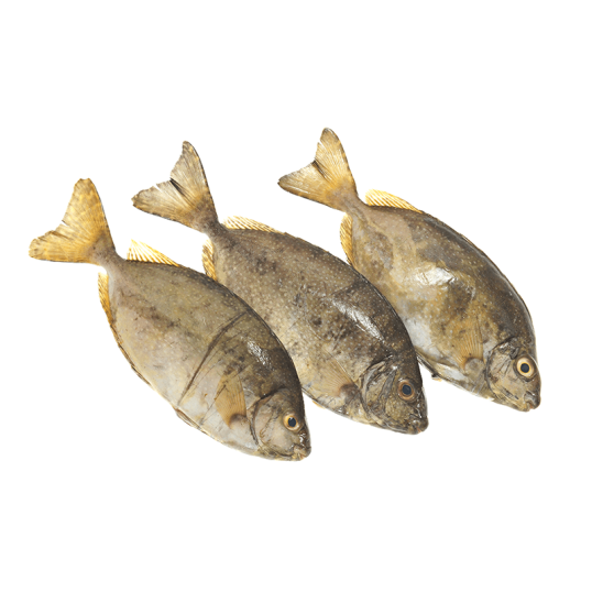 FRESH SAFI PER 1KG