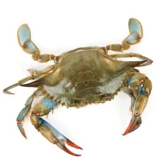 FRESH CRAB PER 1KG