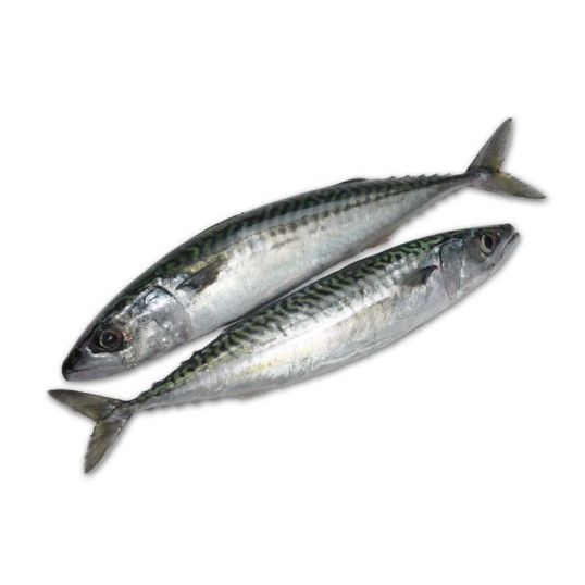 FRESH MACKEREL PER 1KG