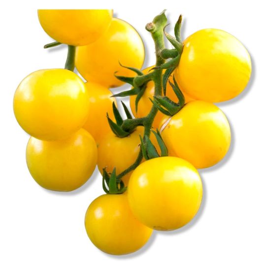 MOROCCO TOMATO CHERRY YELLOW PER PC