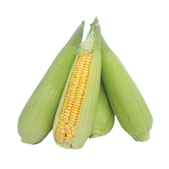 SWEET CORN JORDAN PER KG