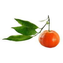 SPAIN MANDARIN WITH LEAF PER KG