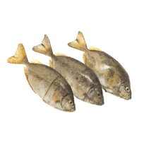 FRESH SAFI PER 1KG