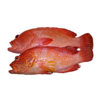 FRESH RED HAMOUR (CLEANED) PER 1KG