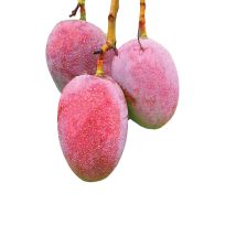 MANGOES KATIMAN INDIA PER KG