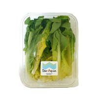 DAR AQUA ROMAINE LEAVES BOX